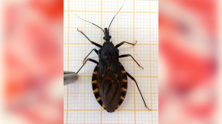 Foto de Triatoma infestans, vector de la enfermedad de Chagas. Créditos: Gentileza del grupo EduChagas, Instituto de Investigaciones Biológicas y Tecnológicas (IIBYT, CONICET-UNC).