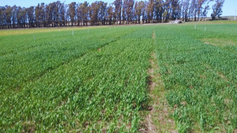 Campo, región sudeoeste bonaerense