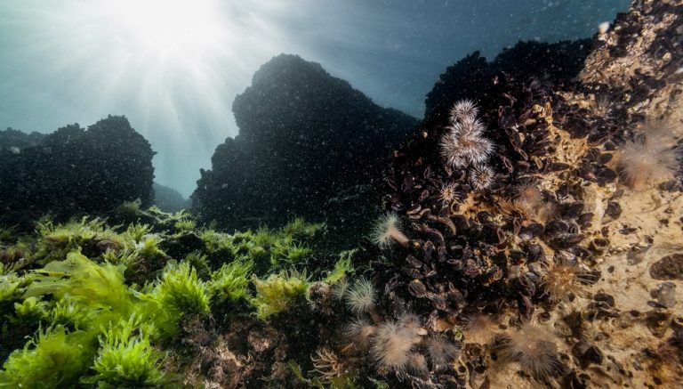 Biodiversidad marina. Foto: gentileza Nicolás Battini.