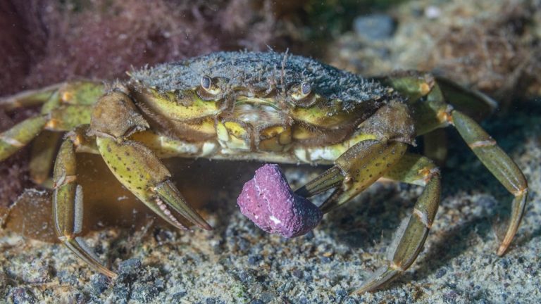 Cangrejo Verde. Foto: gentileza Nicolás Battini.