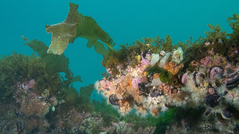 Biodiversidad Marina. Foto: gentileza Nicolás Battini.