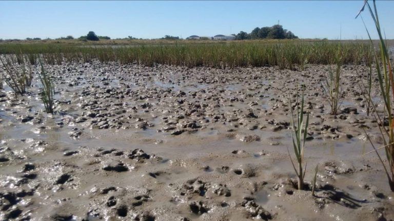 zona no vegetada y vegetada por S.alterniflora. Foto: gentileza IADO