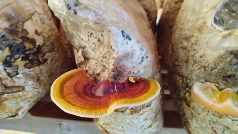 Ganoderma lucidum crecimento sobre sustrato elaborado con residuos agroindustriales