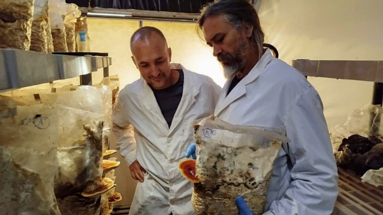 Pablo Postemsky y Ramiro Gonzalez Matute evalúan cultivos de reishi en condiciones controladas para su producción local sostenible