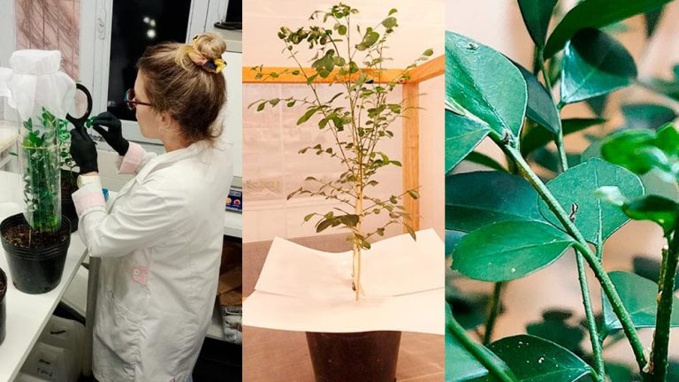 Un equipo del CONICET desarrolla un biopesticida para combatir al vector del HLB. FOTO: Gentileza investigadores