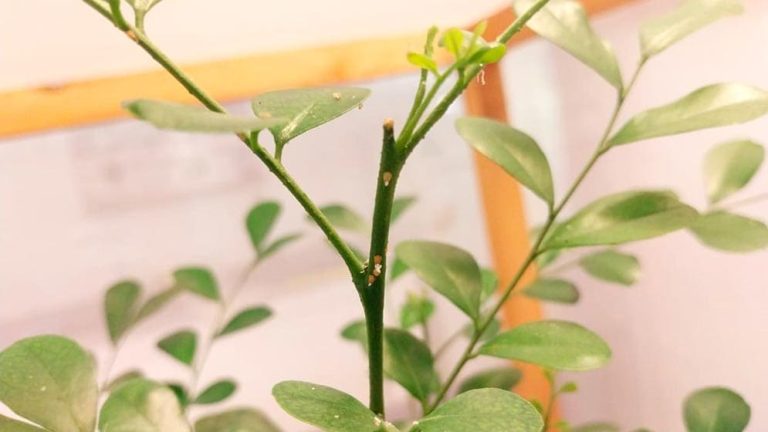 El bioinsecticida permite controlar de manera específica y selectiva al Diaphorina citri. FOTO: Gentileza investigadores