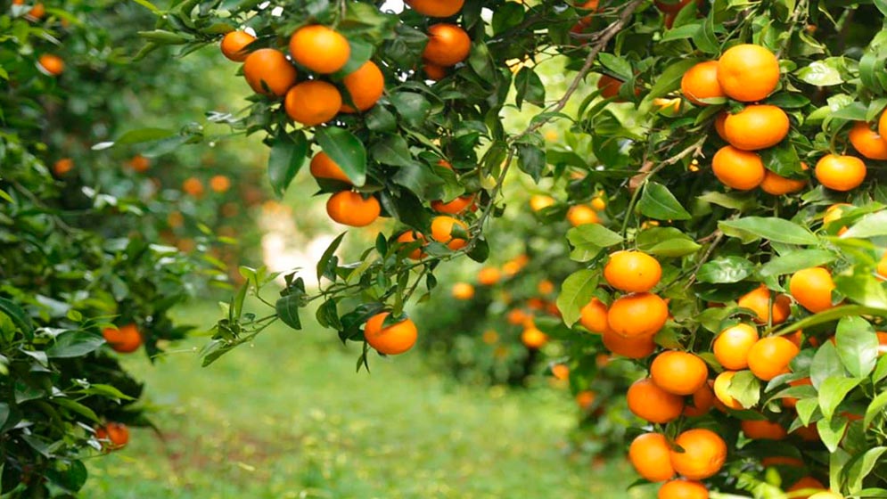 El Huanglongbing (HLB) es la enfermedad más destructiva de los cítricos.