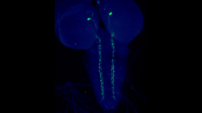 Un par de neuronas controla un comportamiento motor complejo en la mosca de la fruta. En la imagen, el cerebro y la cuerda ventral de una larva de Drosophila.
