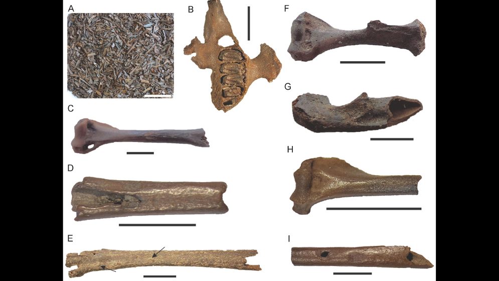 Restos óseos fósiles recuperados de distintos pozos de Rancho La Brea con evidencias de abrasión, impregnación, corrosión y fracturas. FOTO: gentileza investigador.