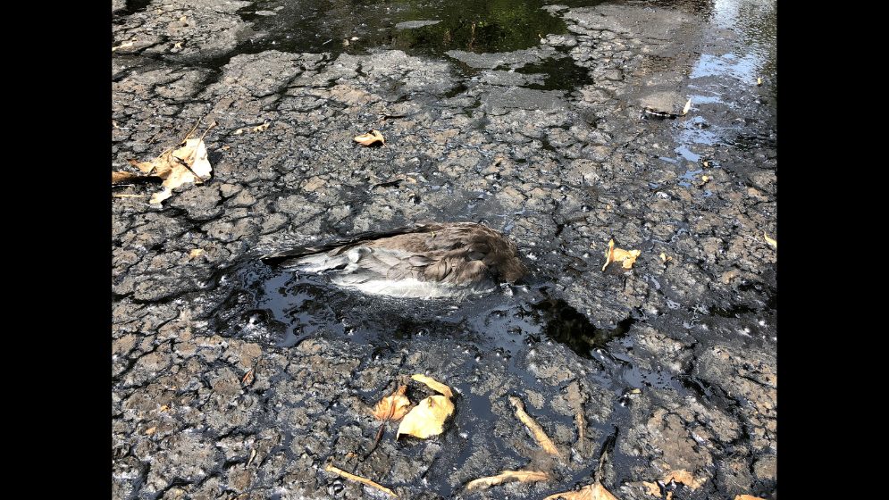 Ave atrapada en una filtración de asfalto en Rancho La Brea (Los Ángeles, Estados Unidos). Fenómenos como este ayudan a comprender cómo se formaron, en el Pleistoceno Tardío, las acumulaciones fósiles de microvertebrados estudiadas. FOTO: gentileza investigador.