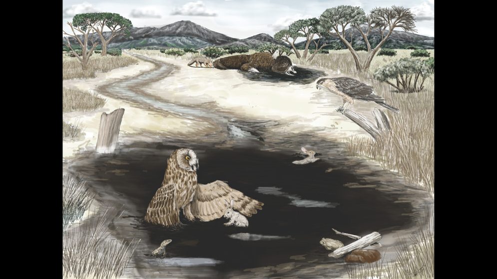 Reconstrucción artística de un pozo de asfalto en Rancho La Brea, basada en las interpretaciones tafonómicas propuestas en este estudio y en trabajos previos. Ilustración de Pedro Cuaranta (CECOAL-CONICET)