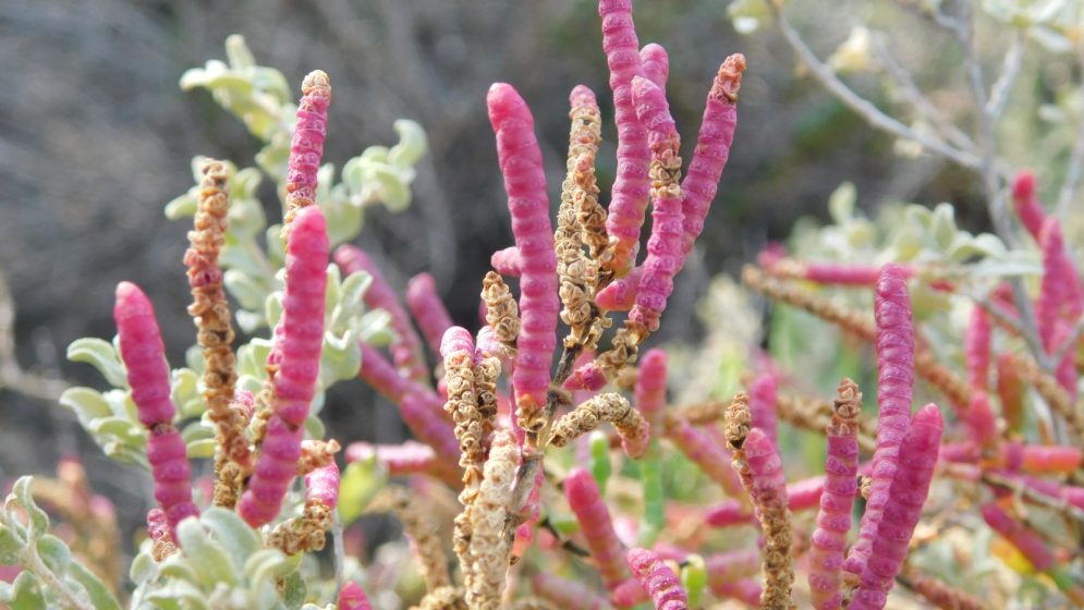 Jume (Sarcocornia perenis). Gentileza: Angeles Speake.