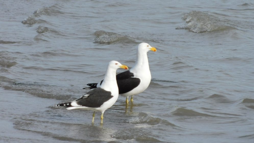 Gaviota cangrejera (Larus atlanticus)