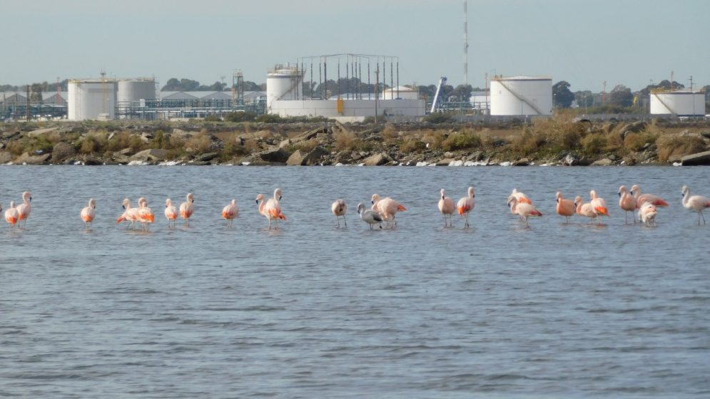 Flamenco austral (Phoenicopterus chilensis) en RN Costera Bahía Blanca