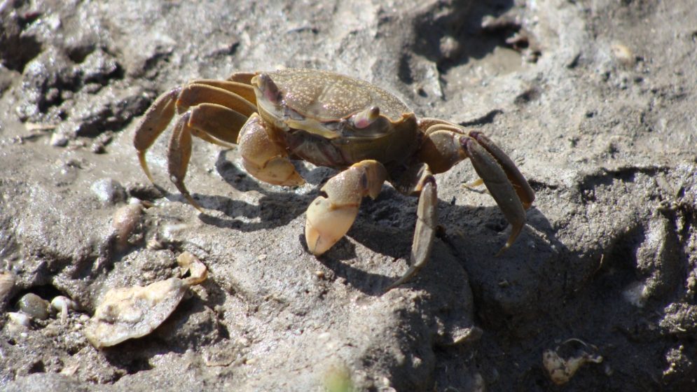 Cangrejo cavador (Neohelice granulata)- Gentileza: Angeles Speake.